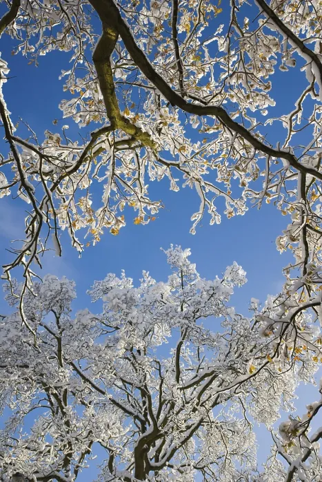 Framed Print : Snow Covered Bare Tree Branches Print