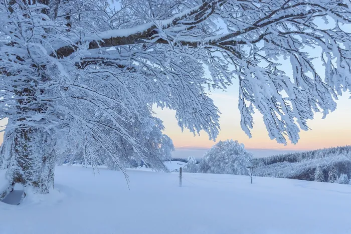 Framed Print : Snow Covered Beech Tree Print, Black Forest Germany