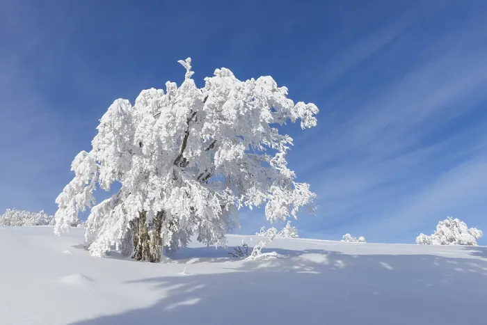 Framed Print : Snow Covered Beech Tree Print, Black Forest Germany Framed Print : Snow Covered Beech Tree Print, Black Forest Germany