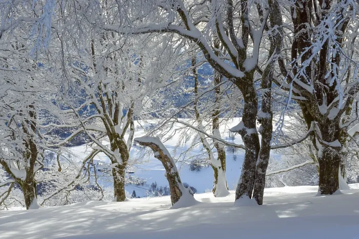 Framed Print : Snow Covered Beech Trees Print, Black Forest Germany