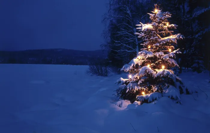 Framed Print : Snow Covered Christmas Tree Print