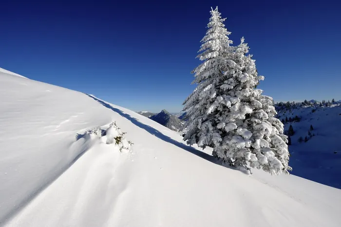 Framed Print : Snow-covered Spruce Print, Unterjoch, Bavaria, Germany Framed Print : Snow-covered Spruce Print, Unterjoch, Bavaria, Germany