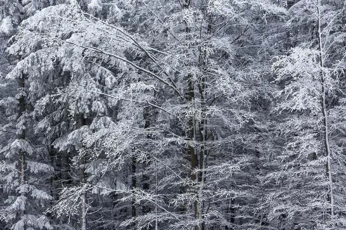 Framed Print : Snow-covered Trees Print, Black Forest, Germany Framed Print : Snow-covered Trees Print, Black Forest, Germany