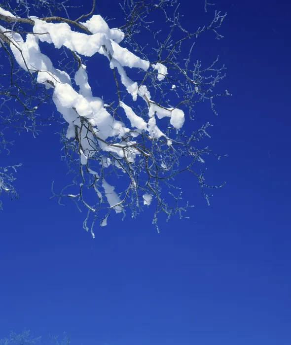 Framed Print : Snow on Twig Print Framed Print : Snow on Twig Print