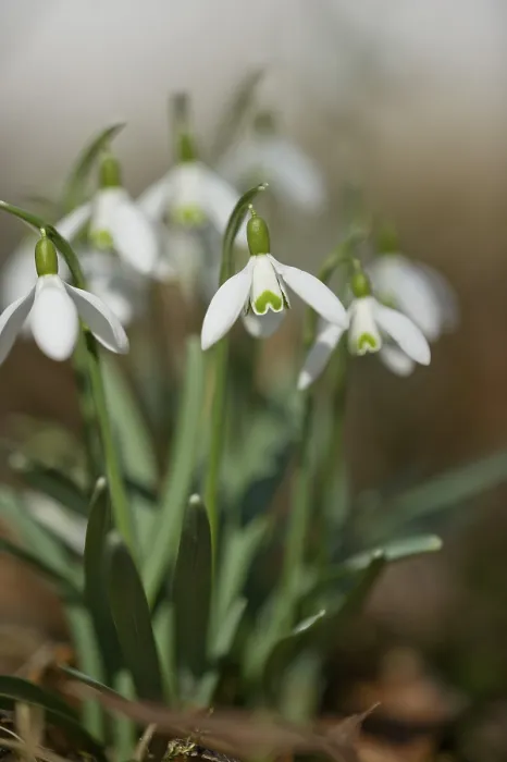 Framed Print : Snowdrop Print in Upper Bavarian Forest, Germany Framed Print : Snowdrop Print in Upper Bavarian Forest, Germany
