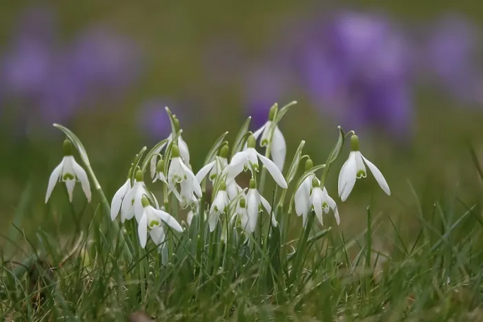 Framed Print : Snowdrops and Crocuses Print Framed Print : Snowdrops and Crocuses Print