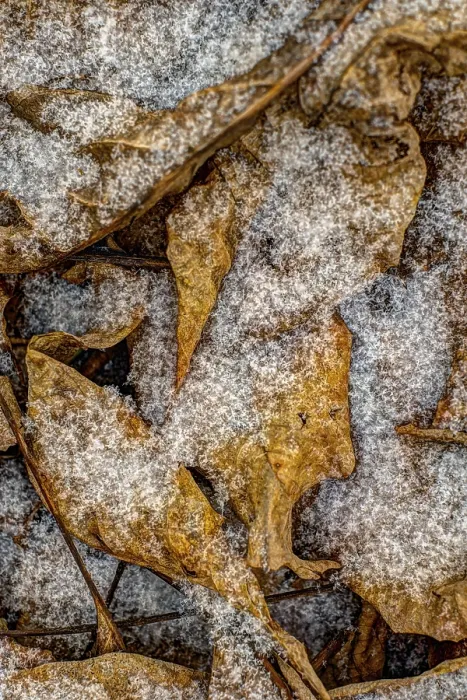 Framed Print : Snowflakes Print by ImageBROKER Framed Print : Snowflakes Print by ImageBROKER
