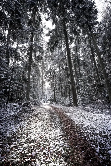 Framed Print : A Snowy Path in the Black Forest Print Framed Print : A Snowy Path in the Black Forest Print