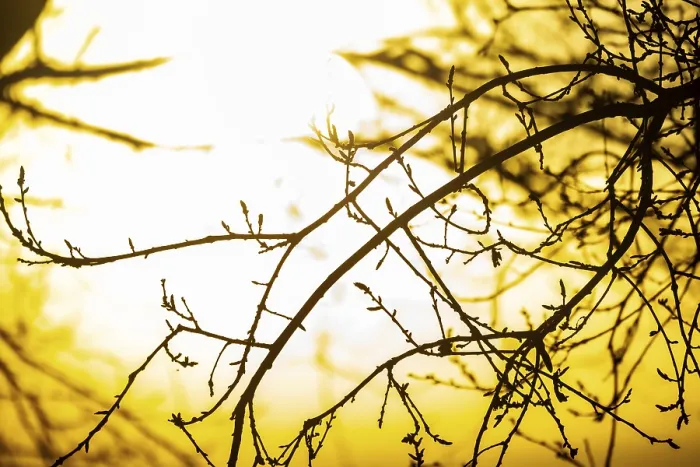 Framed Print : Soft Focus Tree Outline Print: Peaceful Natural Forms Framed Print : Soft Focus Tree Outline Print: Peaceful Natural Forms