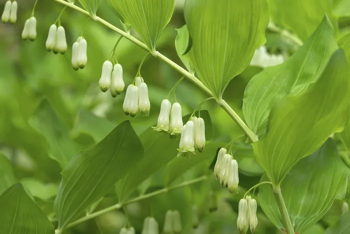 Framed Print : Solomon's Seal Print, Germany Framed Print : Solomon's Seal Print, Germany