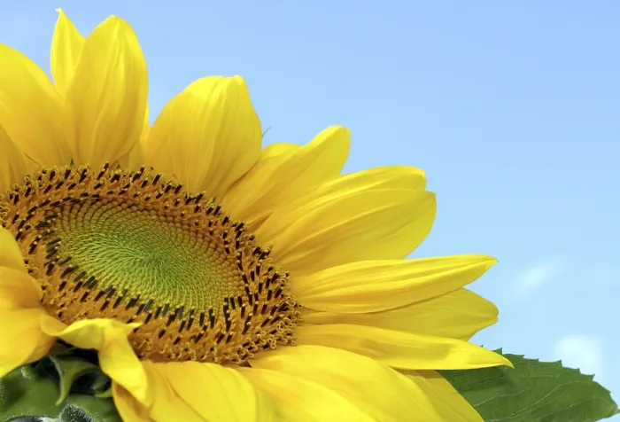 Framed Print : Sunflower Print by ImageBROKER Framed Print : Sunflower Print by ImageBROKER