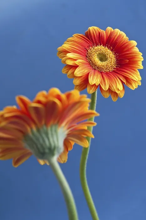 Framed Print : SONY DSC Print from imageBROKER Framed Print : SONY DSC Print from imageBROKER