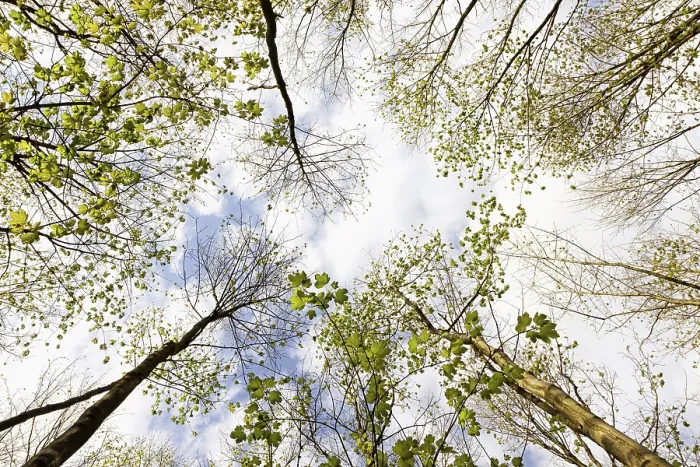 Framed Print : Sparingly Leaved Treetops in Spring Print, Germany Framed Print : Sparingly Leaved Treetops in Spring Print, Germany