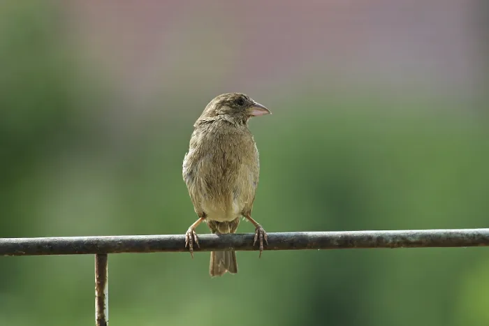 Framed Print : Sparrow Print by imageBROKER Framed Print : Sparrow Print by imageBROKER