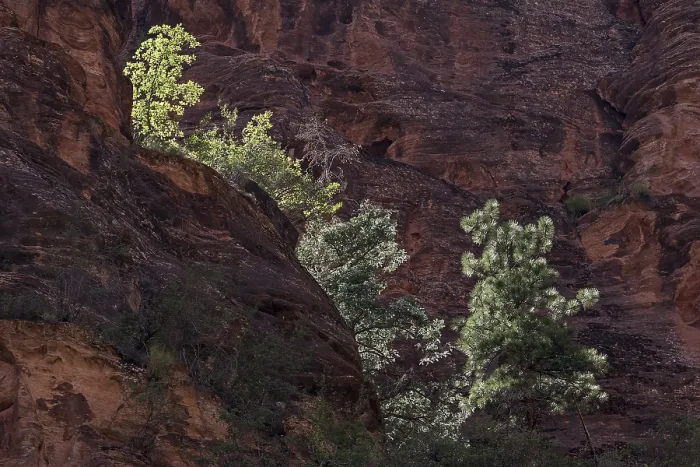Framed Print : Sparse Vegetation Print, Zion National Park Framed Print : Sparse Vegetation Print, Zion National Park