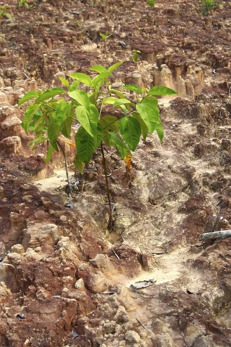 Framed Print : Laterite Soil Print, Amazon Region Framed Print : Laterite Soil Print, Amazon Region