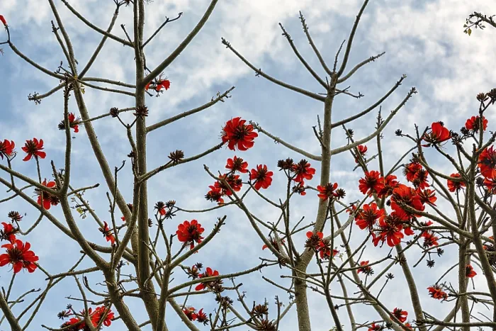 Framed Print : Spathodea campanulata Print - Red Blooms in Rabat, Morocco Framed Print : Spathodea campanulata Print - Red Blooms in Rabat, Morocco