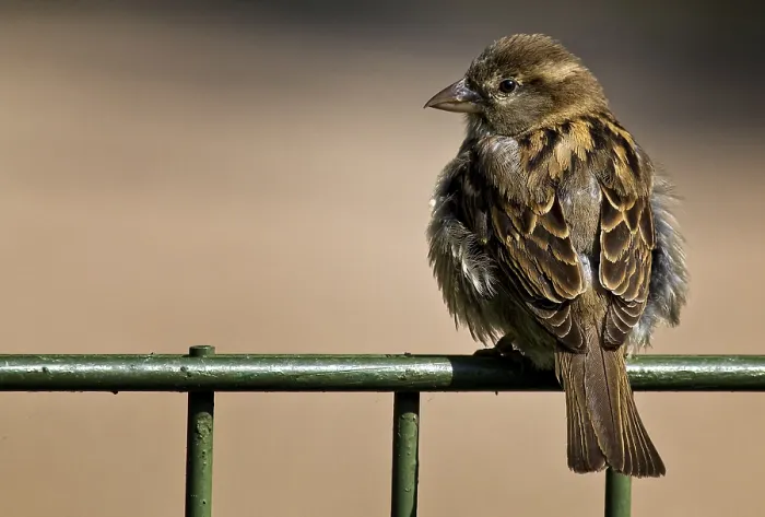 Framed Print : Sperling Print by imageBROKER Framed Print : Sperling Print by imageBROKER
