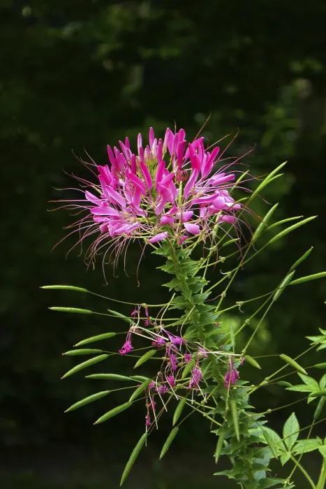 Framed Print : Spider Flower Print - Exotic Bloom Framed Print : Spider Flower Print - Exotic Bloom