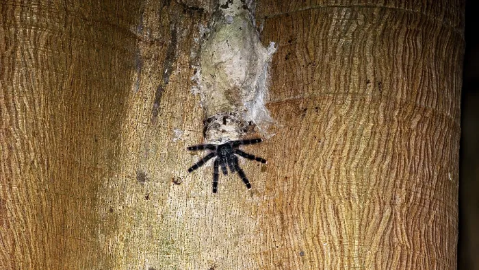 Framed Print : A Spider on Tree Bark with a Web Print, Amazon Basin Bolivia Framed Print : A Spider on Tree Bark with a Web Print, Amazon Basin Bolivia