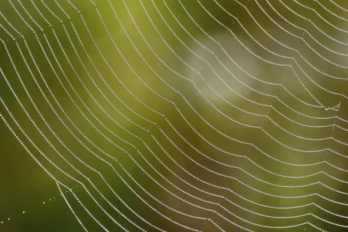 Framed Print : Araneid Spider Web with Dew Drops Print, Bavaria, Germany Framed Print : Araneid Spider Web with Dew Drops Print, Bavaria, Germany