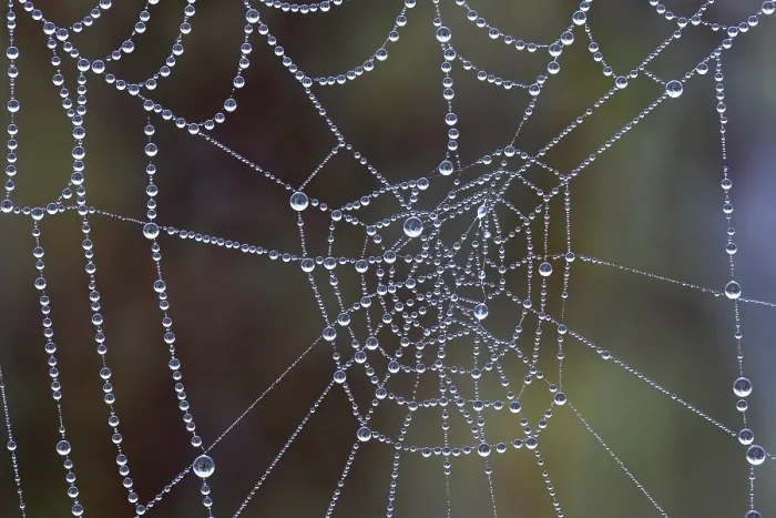 Framed Print : Spider Web Covered with Dew Drops Print Framed Print : Spider Web Covered with Dew Drops Print