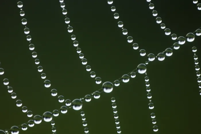 Framed Print : Spider web with dew drops Print Framed Print : Spider web with dew drops Print