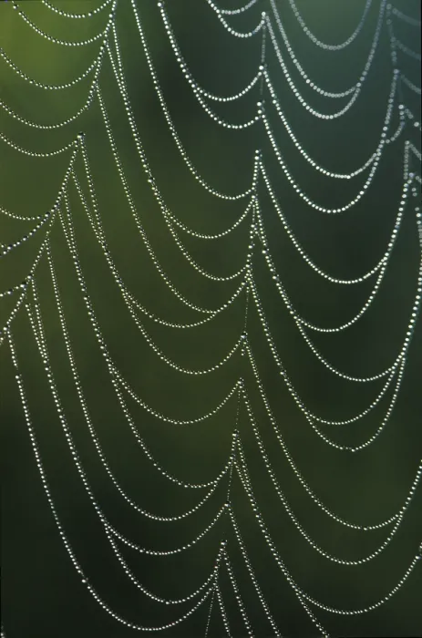 Framed Print : Spider Web with Dewdrops Print Framed Print : Spider Web with Dewdrops Print