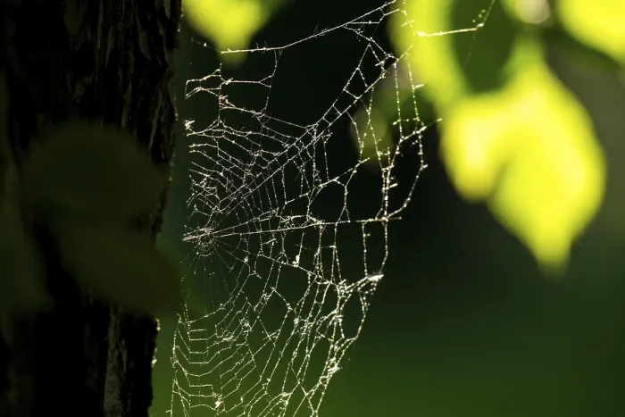 Framed Print : Spider Web Print on Oak Trunk in Backlight Framed Print : Spider Web Print on Oak Trunk in Backlight