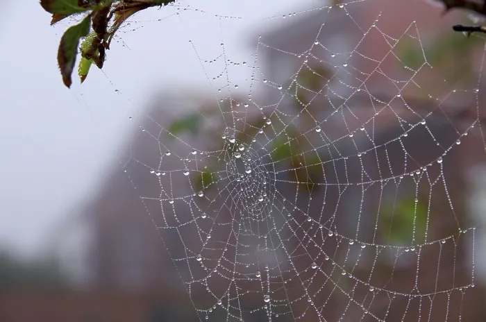 Framed Print : Spider Web Print with Dew Drops Framed Print : Spider Web Print with Dew Drops