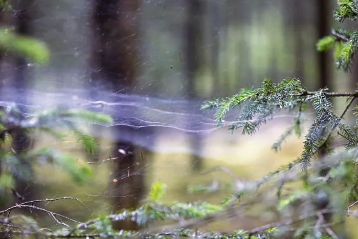 Framed Print : Spider Web Print: Spruce Branches and Forest Background Framed Print : Spider Web Print: Spruce Branches and Forest Background