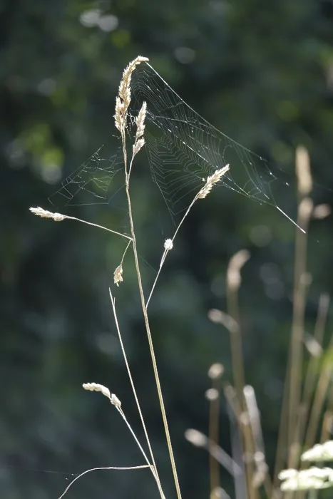 Framed Print : Spider Web Print, Summer Germany Framed Print : Spider Web Print, Summer Germany