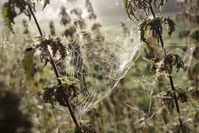 Framed Print : Spider Web Print - Close-up of Nature's Beauty Framed Print : Spider Web Print - Close-up of Nature's Beauty