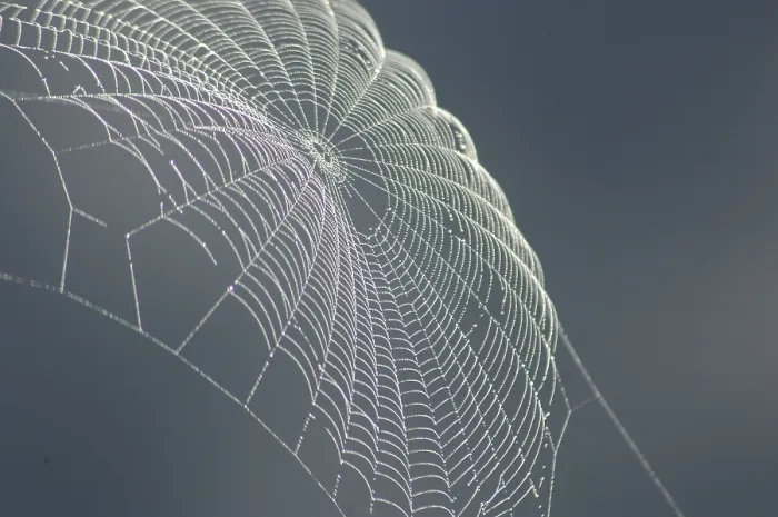 Framed Print : Spiders Web Catches the Light Print Framed Print : Spiders Web Catches the Light Print