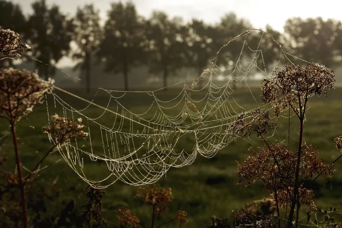 Framed Print : Construction Spider's Web Print - Backlit Nature Scene