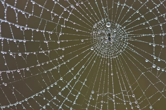 Framed Print : Spider's web with dew drops print, Emsland, Germany Framed Print : Spider's web with dew drops print, Emsland, Germany