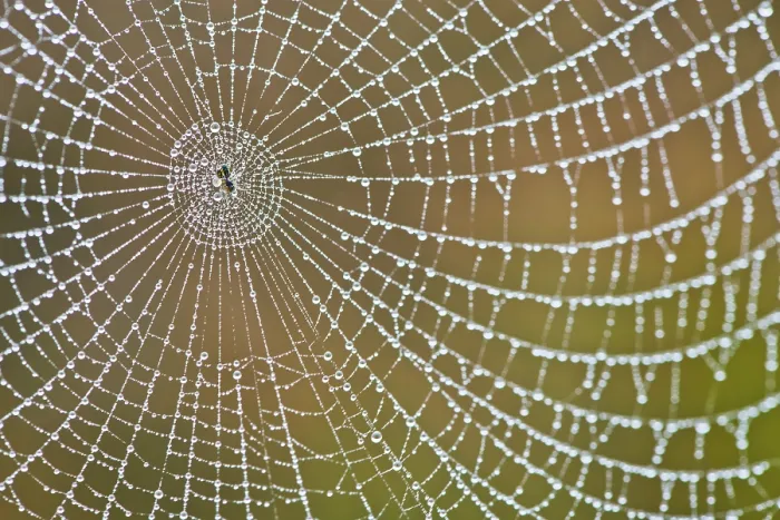 Framed Print : Spider's Web with Dew Drops Print, Emsland, Germany Framed Print : Spider's Web with Dew Drops Print, Emsland, Germany