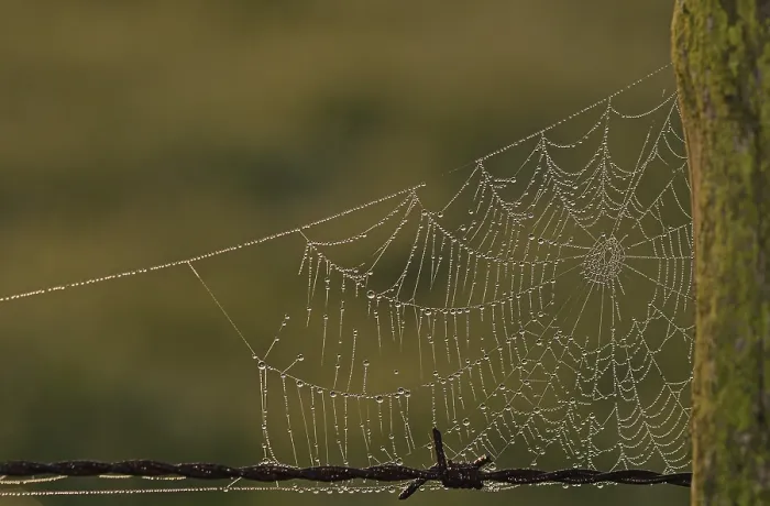 Framed Print : Spider's Web with Dew Drops Print, Germany Framed Print : Spider's Web with Dew Drops Print, Germany