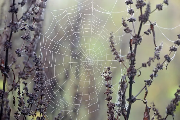 Framed Print : Spider's Web with Dewdrops Print, Moselle Region Framed Print : Spider's Web with Dewdrops Print, Moselle Region