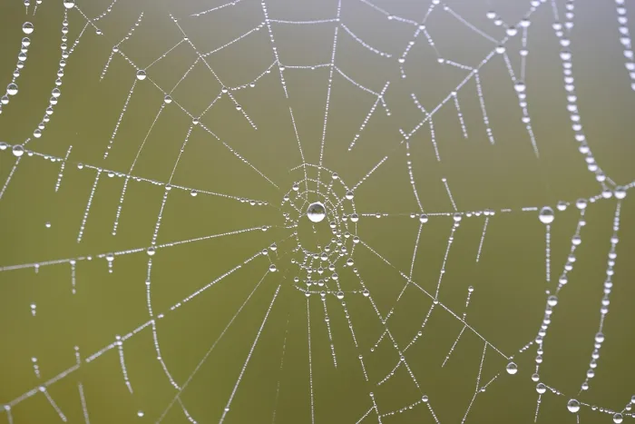 Framed Print : Spider's Web with Dewdrops Print, Moselle Region Framed Print : Spider's Web with Dewdrops Print, Moselle Region