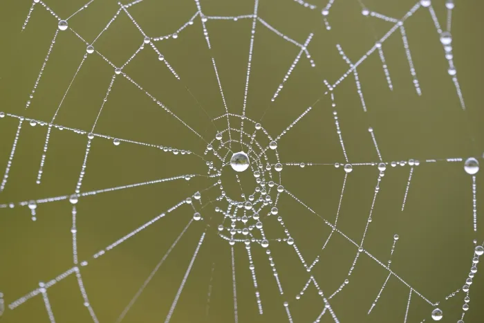 Framed Print : Spider's web with dewdrops Print, Moselle, Germany Framed Print : Spider's web with dewdrops Print, Moselle, Germany