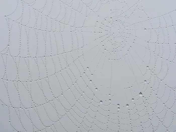 Framed Print : Spider's web with dewdrops Print, near Leibnitz, Austria Framed Print : Spider's web with dewdrops Print, near Leibnitz, Austria