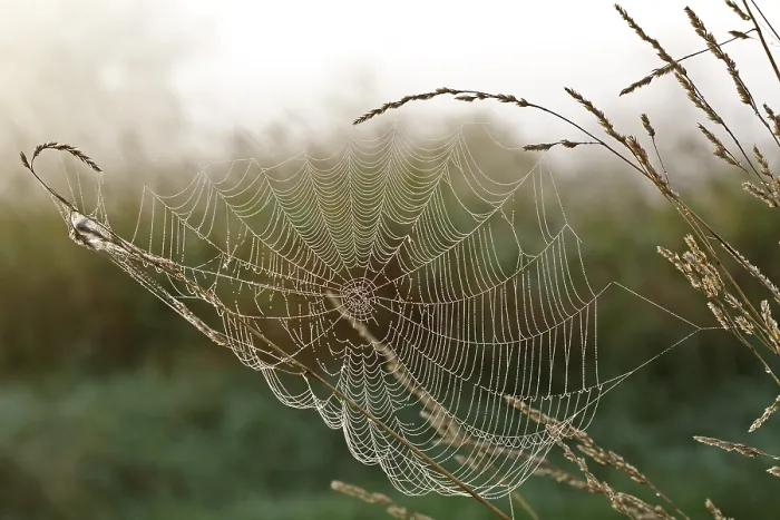 Framed Print : Spider's Web Print, Middle Elbe Biosphere Reserve Framed Print : Spider's Web Print, Middle Elbe Biosphere Reserve