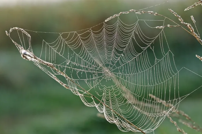 Framed Print : Spider's Web Print, Middle Elbe Biosphere Reserve, Germany Framed Print : Spider's Web Print, Middle Elbe Biosphere Reserve, Germany