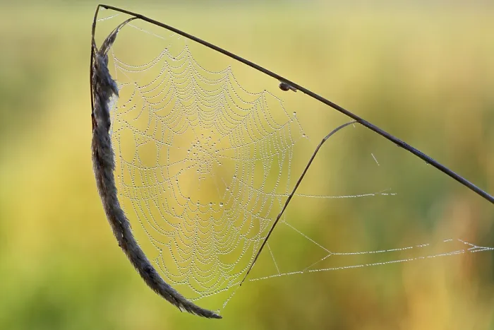 Framed Print : Spider's Web Print, Middle Elbe Biosphere Reserve, Germany Framed Print : Spider's Web Print, Middle Elbe Biosphere Reserve, Germany
