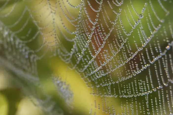 Framed Print : Spiderweb covered with dew drops Print, Bavaria, Germany Framed Print : Spiderweb covered with dew drops Print, Bavaria, Germany