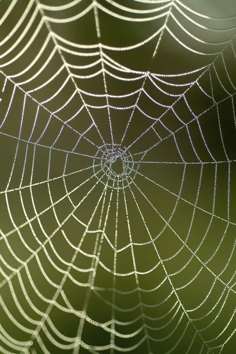 Framed Print : Spiderweb with Water Drops Print Framed Print : Spiderweb with Water Drops Print