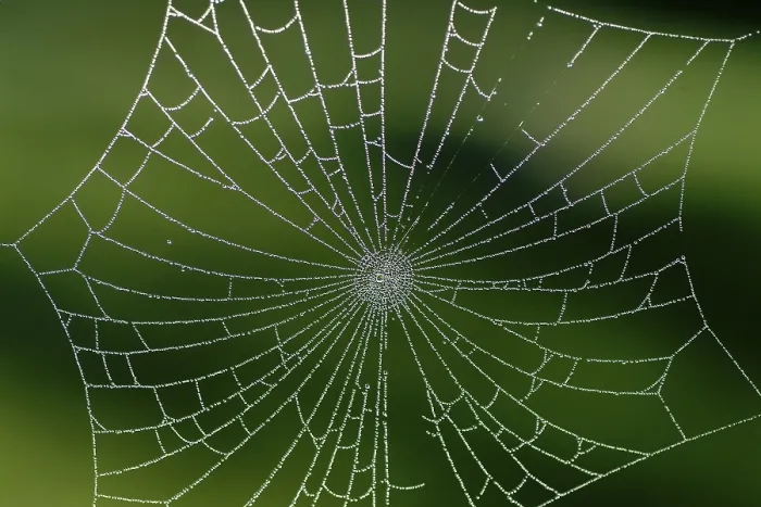 Framed Print : Spiderweb with Water Drops Print Framed Print : Spiderweb with Water Drops Print