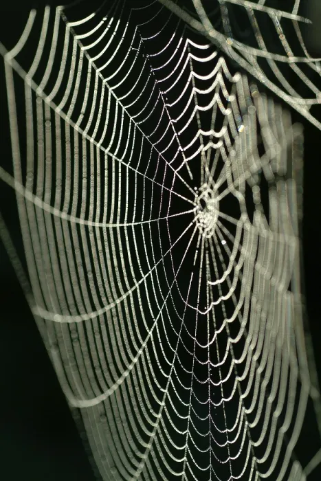 Framed Print : Spiderweb with Water Drops Print Framed Print : Spiderweb with Water Drops Print