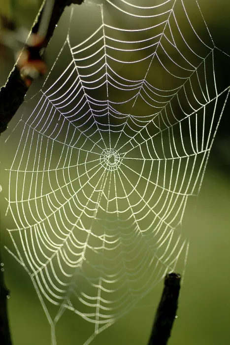 Framed Print : Spiderweb with Water Drops Print Framed Print : Spiderweb with Water Drops Print